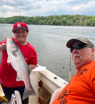 Stripers in Kingston, NY.