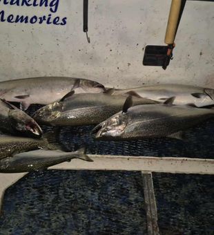Setting lines for Trout and Salmon. Lake Michigan.