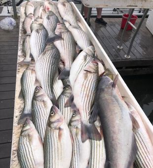 Striped bass and catfish haul!
