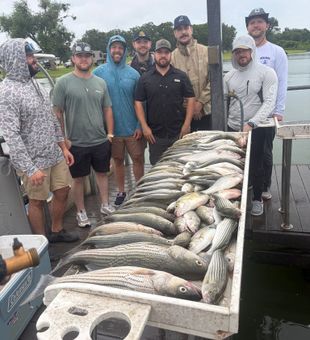 Epic striped bass haul from Kingston Oklahoma waters!