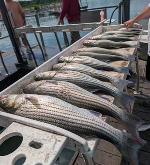 Make your next fishing trip count with Striped Bass fishing in Kingston, OK. Enjoy the thrill of the chase, the fight at the end of the line, and the beauty of Lake Texoma.