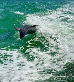 Dolphin shows off with spectacular jump in Placida waters!