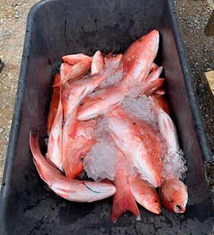 Plenty of Snapper in Pensacola, FL