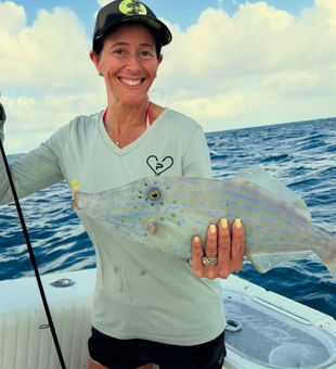 Beautiful Scribbled Leatherjacket Filefish from Montauk waters!