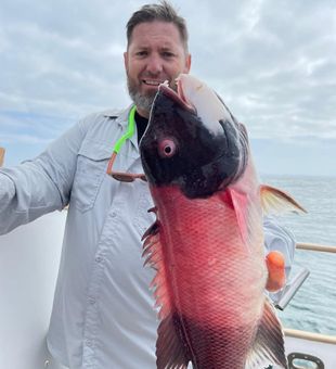 Colorful day with a vibrant Sheephead