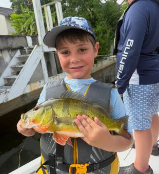 Beautiful Delray Beach peacock bass making memories!