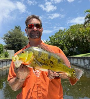 Beautiful peacock bass from Delray Beach canals!