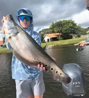 Monster Size Knife Fish - Delray Beach, FL.