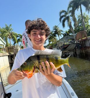 Colorful Peacock Bass Catch