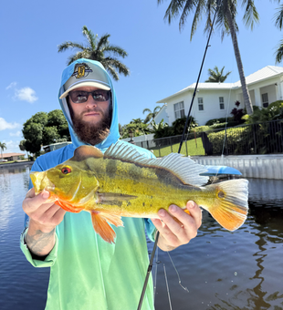 Big Peacock Bass tamed with finesse on light tackle!