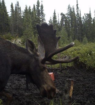 Discover the thrill of hunt