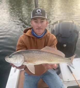Redfish in Fort Myers is easy to catch