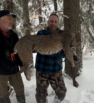 A Great Day Hunting Bobcats In Maine