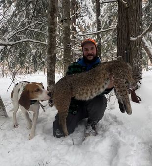 Bobcat Hunts In Maine