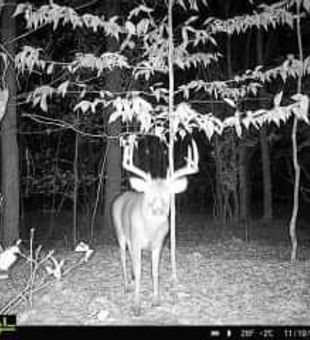 A Nice Buck Caught On The Trail Cam