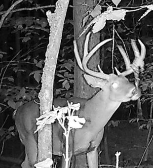 Maine Buck hunting