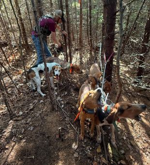 Hunting Hounds Getting Ready for the chase -Sebago, Maine