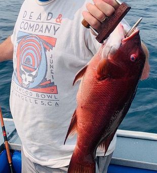 Female Sheephead 