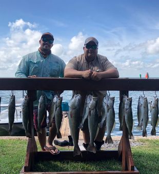 Big Speckled Trout day in Galveston!
