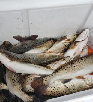 Iced-down Speckled Trout haul in Galveston!