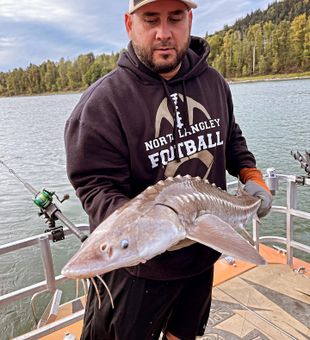 Sturgeon Majesty in BC's Embrace