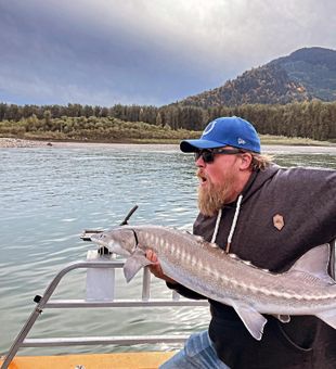 Sturgeon Majesty: BC Waters Await