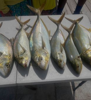 Impressive pompano catch.