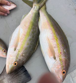 Reeling in Marathon’s finest fish today