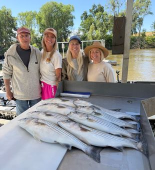 Anderson striped bass filling up the cleaning table!
