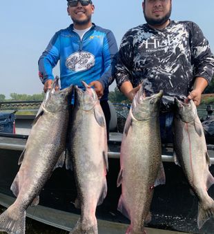 Four beautiful Chinook salmon from Anderson CA waters!