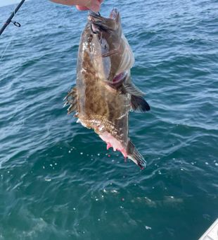 Grouper Fish From South Carolina