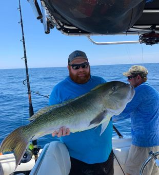 Massive Whitefish From Inshore Fishing