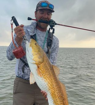 Golden redfish beauty from the flats.