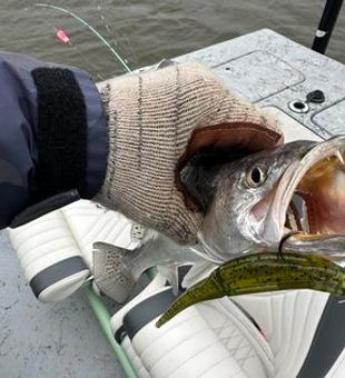 Sea Trout, Galveston Fishing Adventures Await