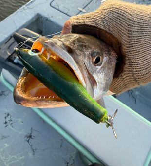 Green lure delivers results on Bolivar Peninsula!