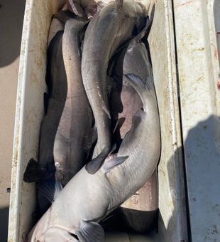 South Carolina Striper Fishing