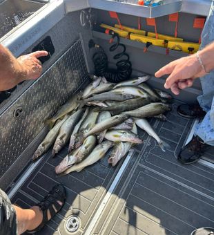 Deck full of Lake Erie Walleye after a great bite!