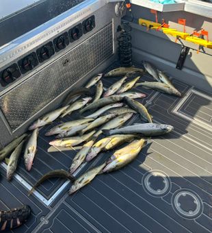 Lake Erie Walleye limit after a productive trip!