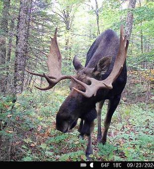 Outdoor Adventures in Brownville, Maine
-Moose on the Loose!