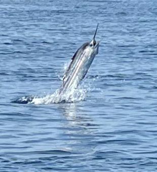 Blue marlin puts on an incredible show in Riviera Beach!