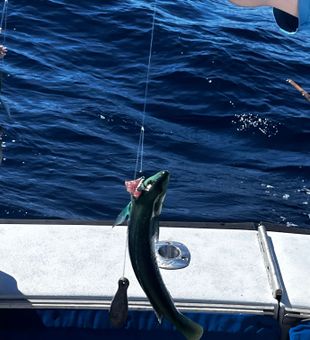 Double header success in Riviera Beach FL waters!