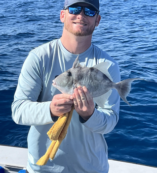 Palm Beach Grey Triggerfish with that signature yellow tail!