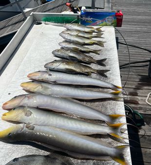 Grey triggerfish and mixed bag from Riviera Beach waters!