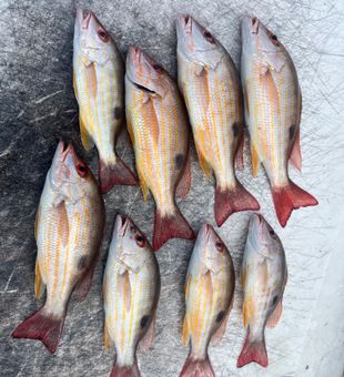 Lane snapper limits from Riviera Beach FL waters!