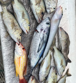 Lane Snapper and White Grunt haul from Riviera Beach!
