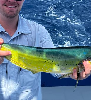 Beautiful mahi mahi from Riviera Beach waters!