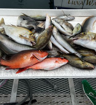 Grey snapper and triggerfish from Riviera Beach waters!
