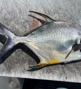 Beautiful Riviera Beach permit ready for the table!