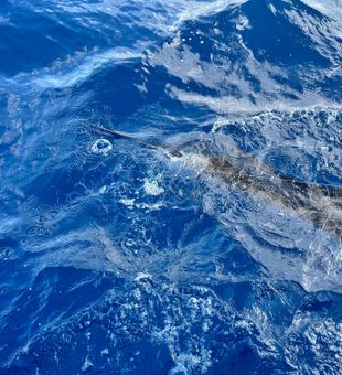 Amazing sea turtle encounter on Riviera Beach fishing tour!