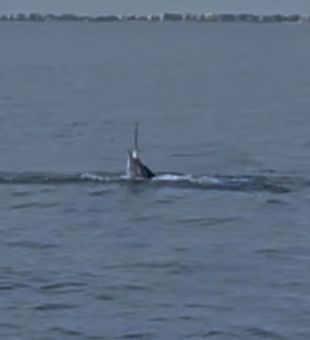 Whale encounter during Riviera Beach fishing adventure!